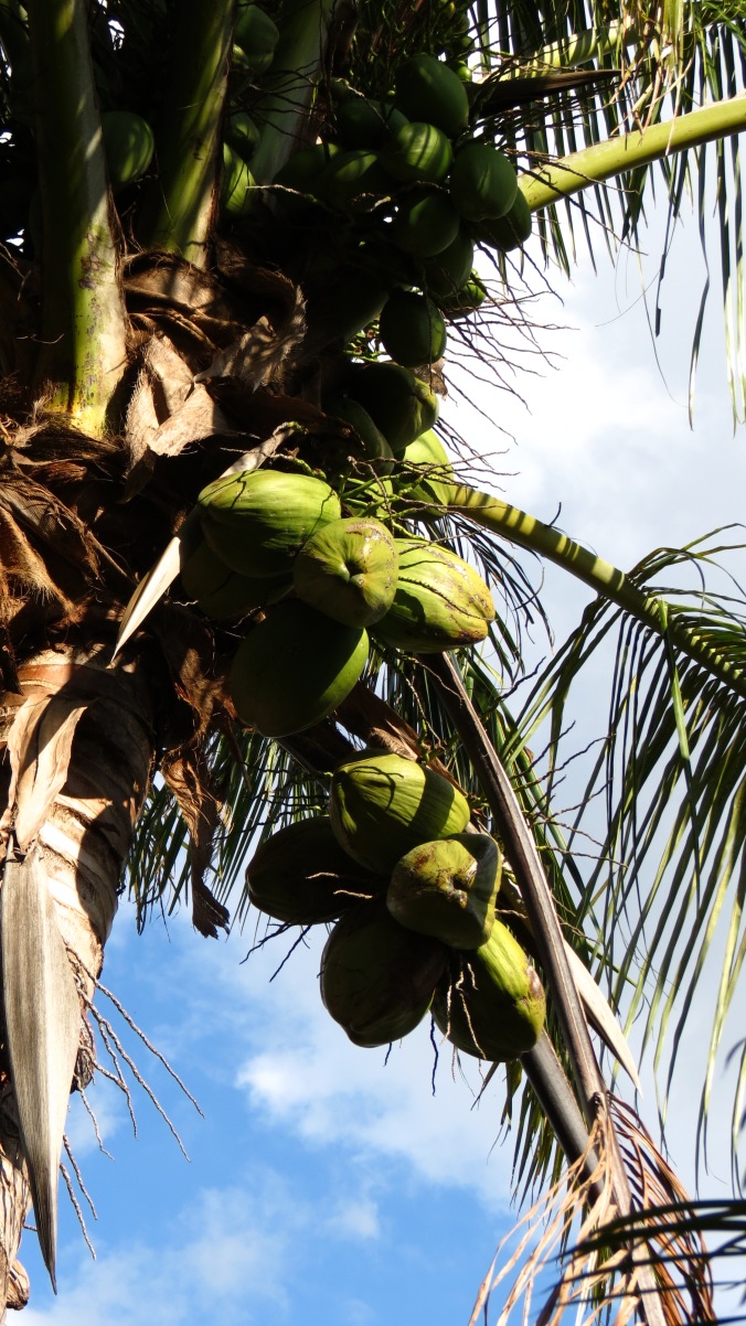 What a lovely bunch of coconuts, courtesy of Cocos nucifera.