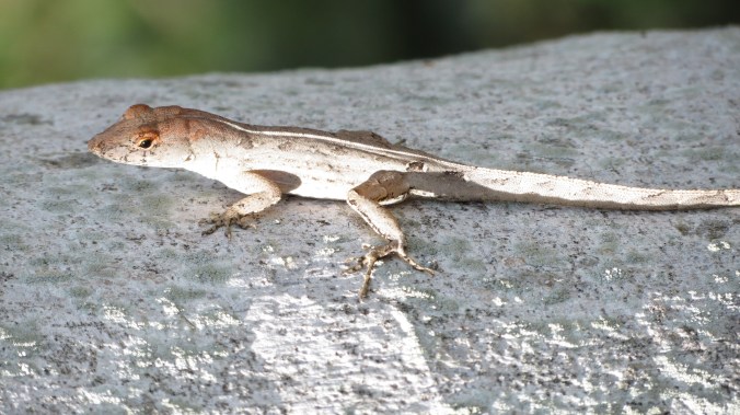 anole
