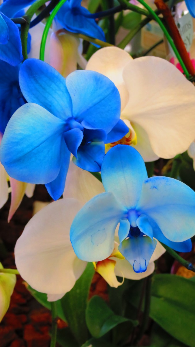 Blue and White Orchid