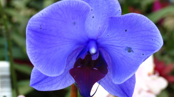 Blue Orchid 1