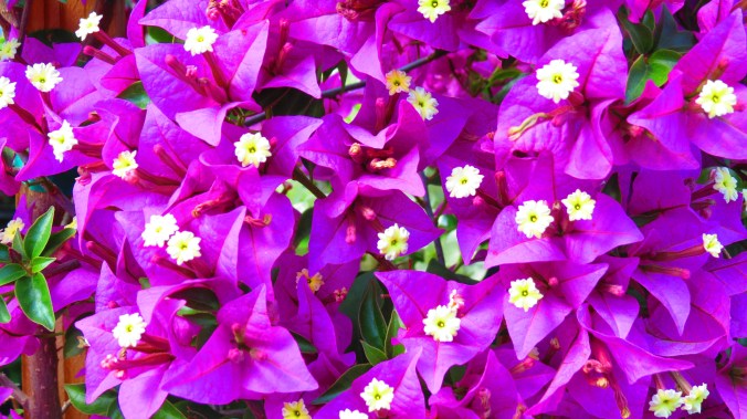 Bougainvilla
