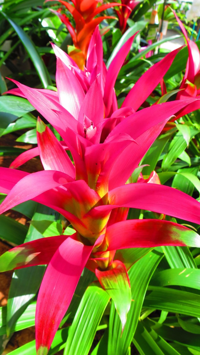 Bromeliad
