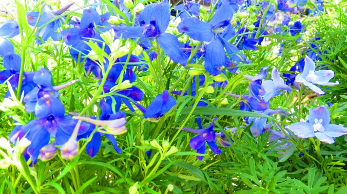 Delphinium