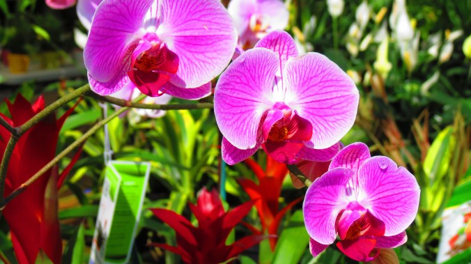 Hot Pink Orchid