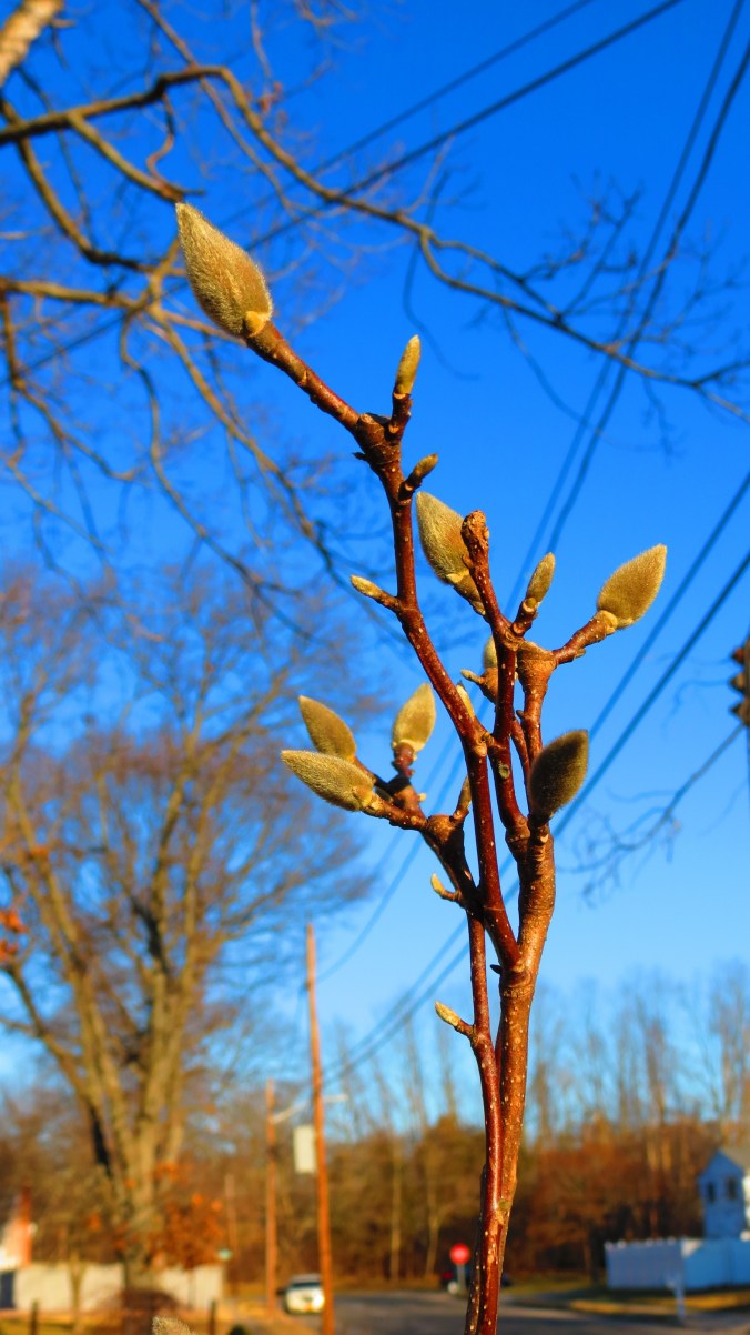 Northern Magnolia