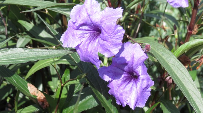 Mexican Petunia