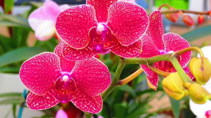 Pink Orchid