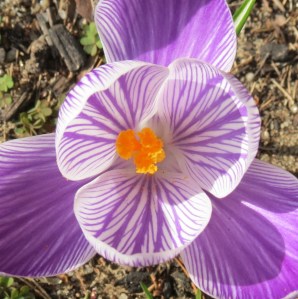 Crocus