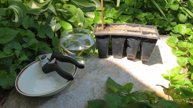 Hydrangea Propagation Tools