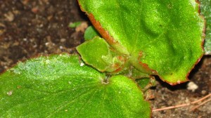 Reseeded Begonia