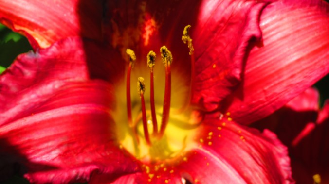 Daylily