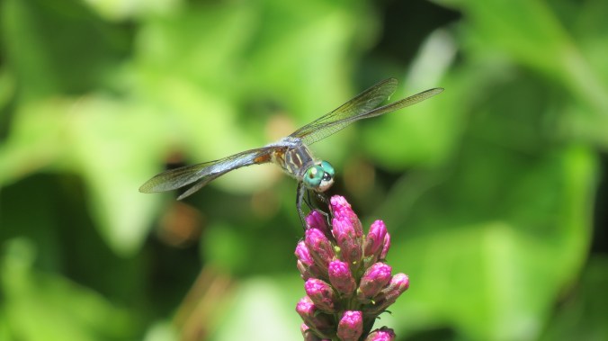 Dragonfly 1