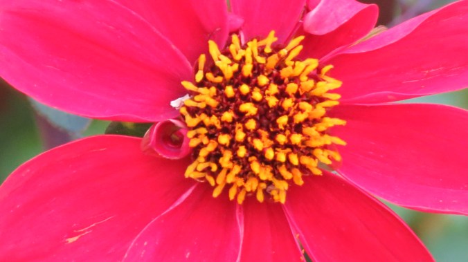 Dahlia Bishop's Children