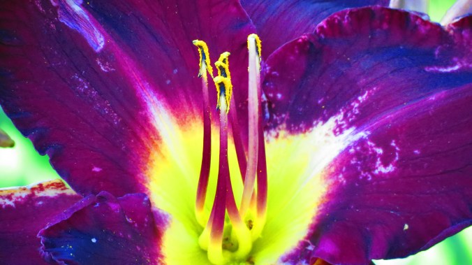 Bela Lugosi Daylily