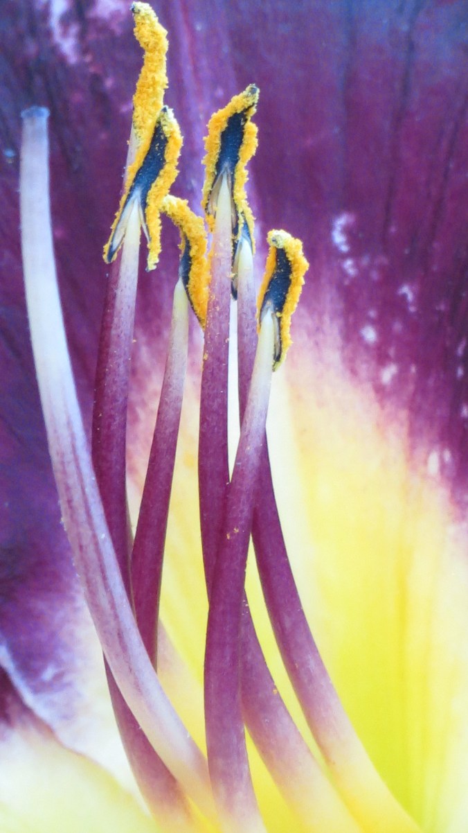 Bela Lugosi Daylily Stamens