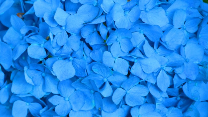Hydrangea Blue