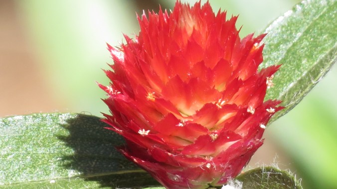 Gomphrena Strawberry Fields