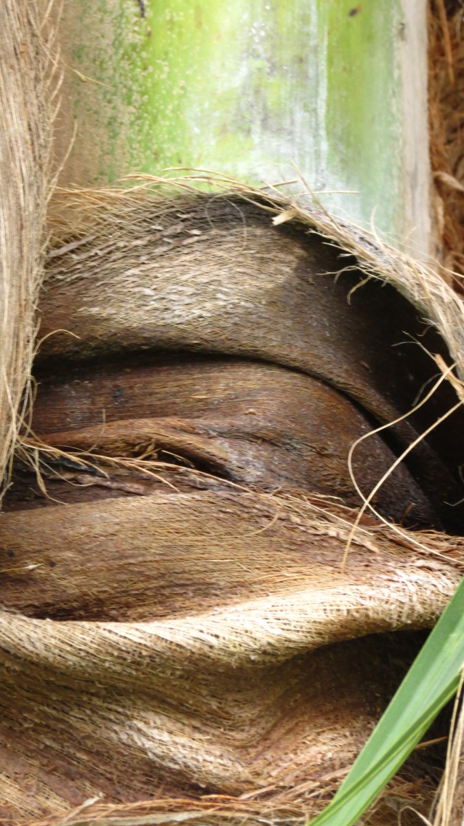 A close-up of the coconut palm "burlap," a kind of fibrous cloth.