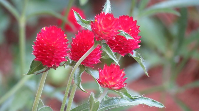 Gomphrena