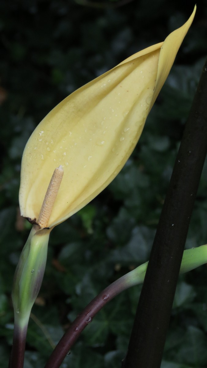 Elephant Ear Flower