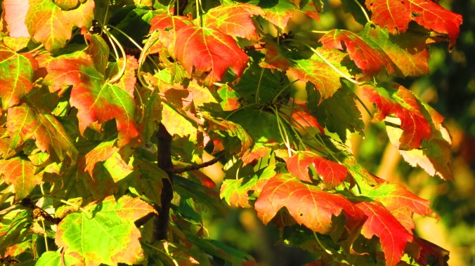 "October, baptize me with leaves! Swaddle me in corduroy and nurse me with split pea soup.  October, tuck tiny candy bars in my pockets and carve my smile into a thousand pumpkins.  O autumn!  O teakettle!  O grace!"  -- Rainbow Rowell, Attachments