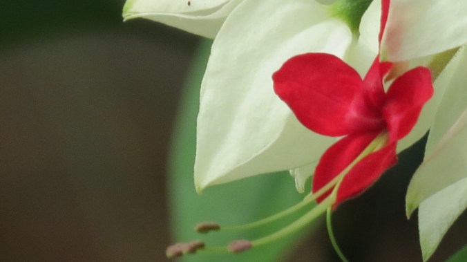 Bleeding Heart Vine, a plant and story that keeps on giving.