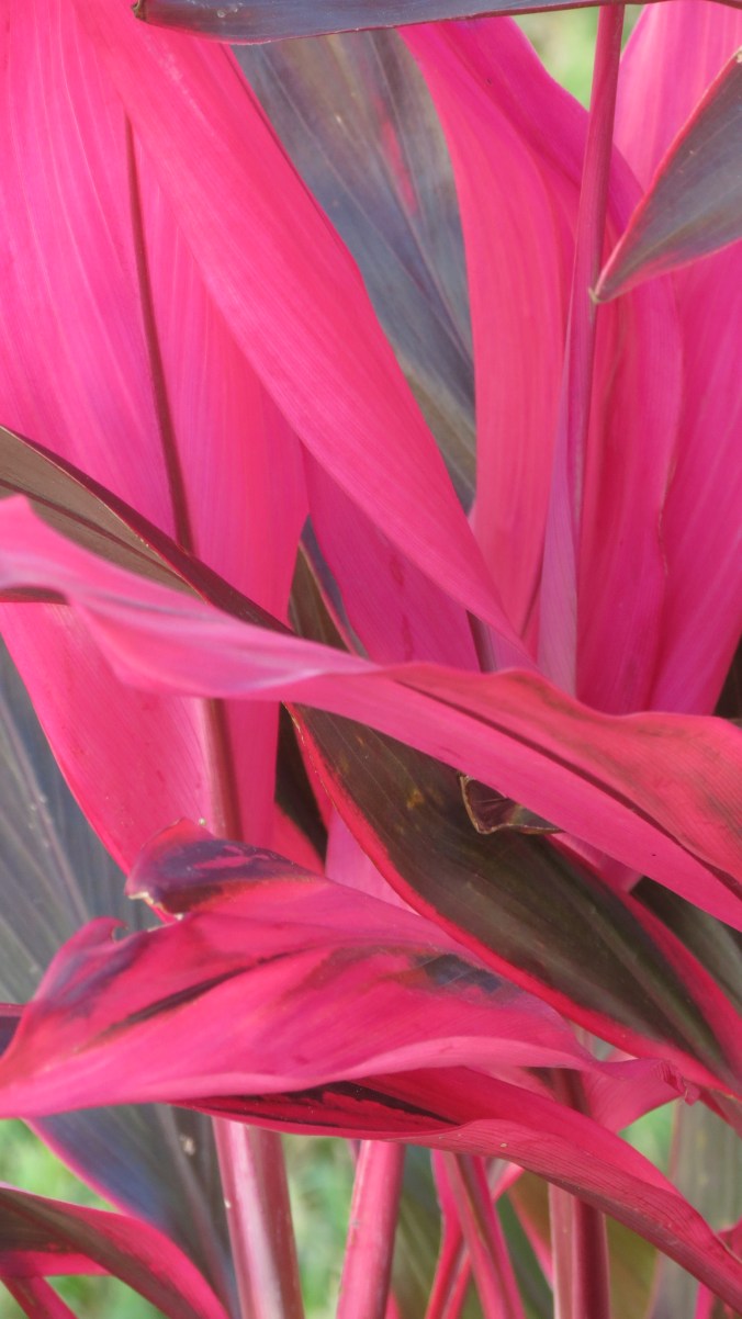Cordyline, or Ti plant, is not one of my favorites because it tends to get leggy and woody -- but the colorful foliage can't be beat.