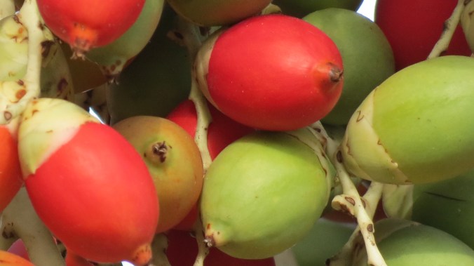 We arrived in time to see the Adonidia Palm, also known as the Christmas Palm, produce seeds.
