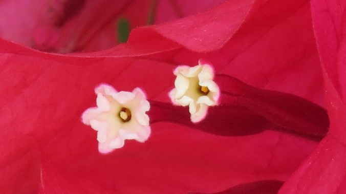 The eyes of a Bougainvillea.