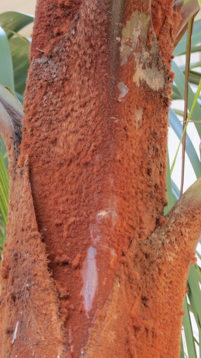 The rust-colored "fur" on the sheath of a Teddy Bear Palm.