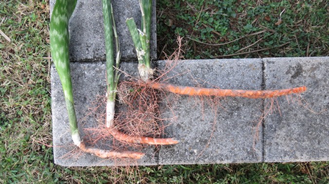 Our neighbor's Sansevieria trifasciata sent shoots into our yard. If left unchecked, the plant can take over. By the way, the more common names are Mother-in-Law's Tongue Plant or Snake Plant.