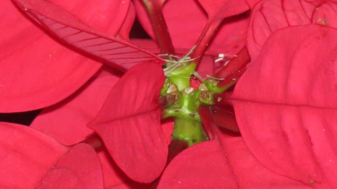 A close-up of Poinsettia -- Christmas red growing outside.