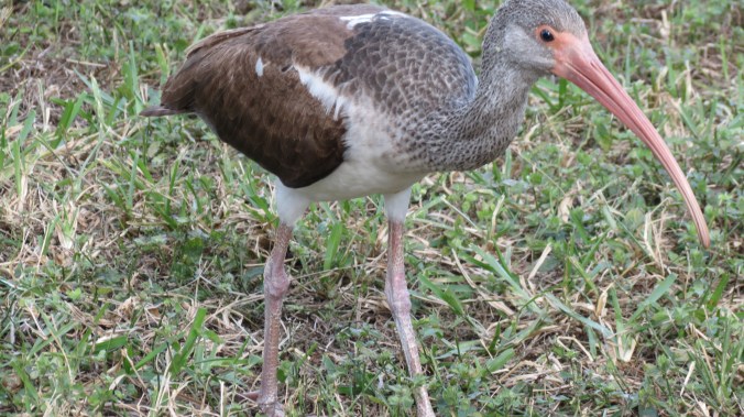 Here we have an Ibis -- a brazen Ibis who had no fear of a human with a camera.