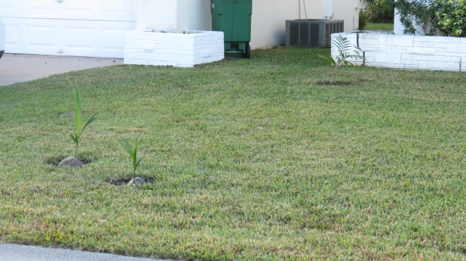 What better way to spend Christmas than sharing some of our sprouts with the neighbor. The babies -- two Coconut Palms and one Sunshine Palm -- just need to be watered.