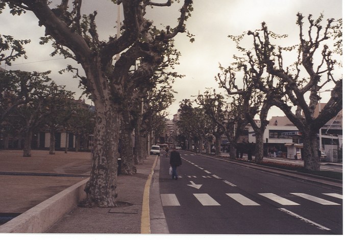 On one of my first trip to Europe, I was intrigued at the pruning of trees -- a style I  had not really seen on Long Island.  This is a street in Cannes.