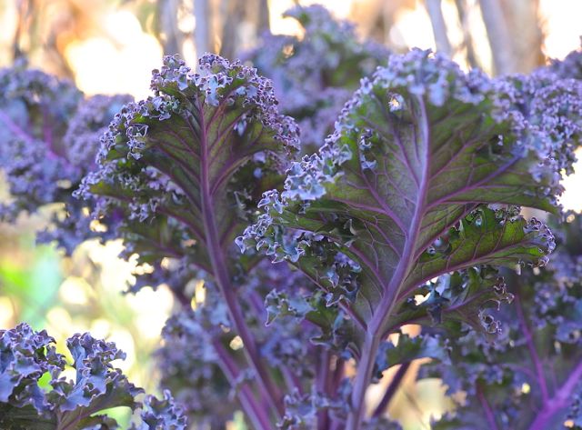 dark-purple-kale