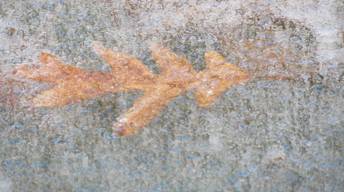 Oak Leaf In Ice