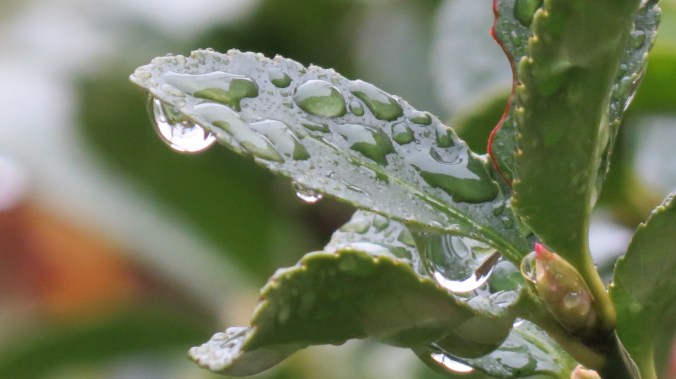 Euonymus leaves catching water.