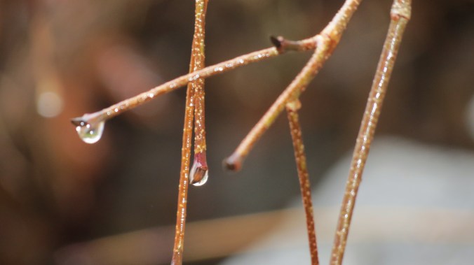Crystal beads or. . .