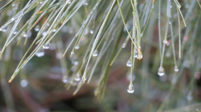 The feathery needles of the White Pines look as if they are bedazzled.