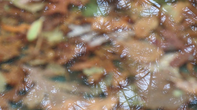 Now the camera can't decide if it wants to focus on the leaves or the reflection of the trees that once held them.