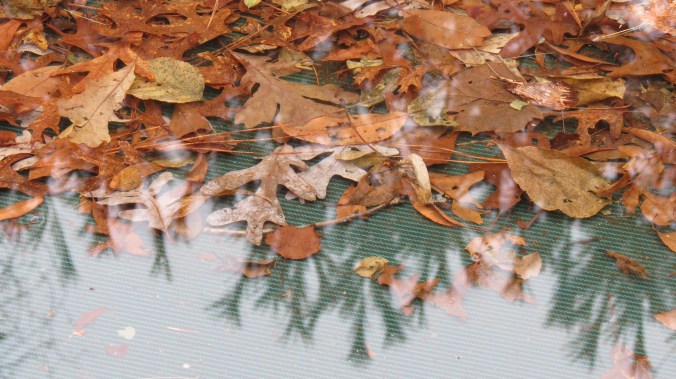 A few days ago, these leaves on the pool cover were encased in ice.