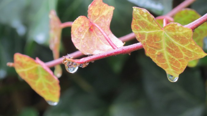 The fresh, pale colors of a new Ivy.