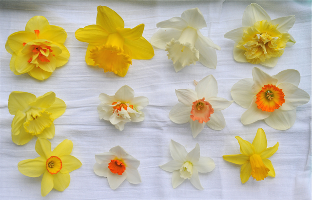 narcissus-gallery