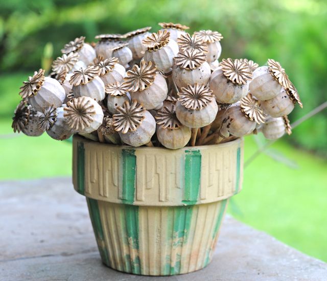 poppy-pod-arrangement