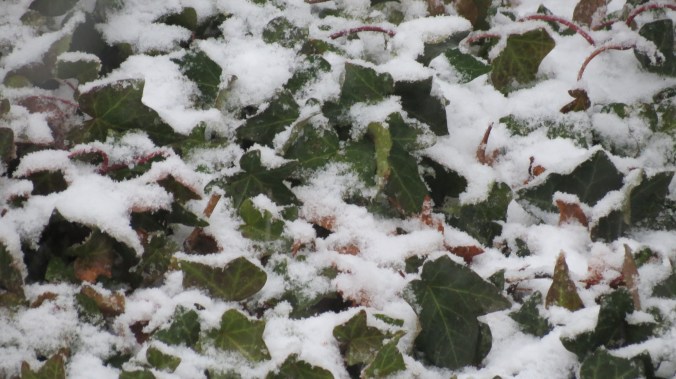 Snow falling on Ivy.