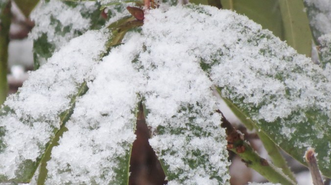 Snow falling on Rhododendrons.