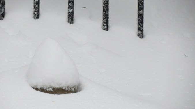 The Ivy from the previous post is there, somewhere.