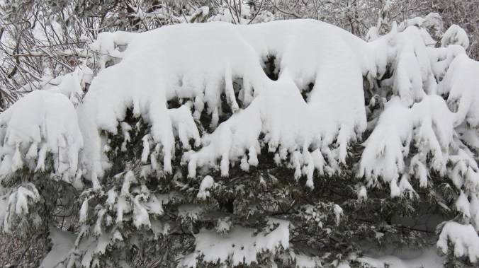 The same White Pines from the previous post.