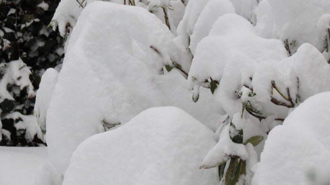 The same Rhododendrons from the previous post.